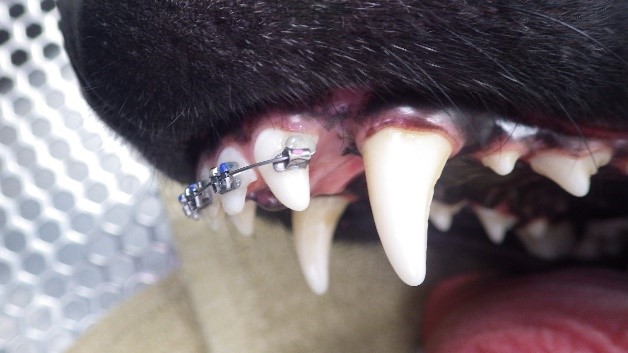 Braces on Dog