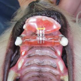 Braces on Dog