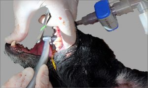 Example of Oral Surgery on a Dog