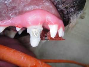 Braces on Dog