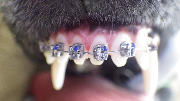 Braces on Dog