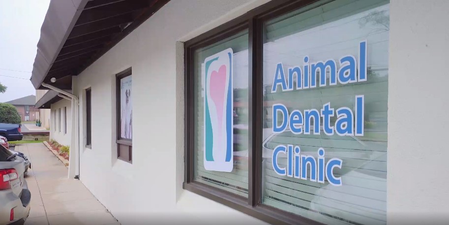 Welcome To Animal Dental Clinic